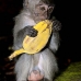 monkey_macaque_balinese_mf_ubud_v_0593_bal0599.jpg